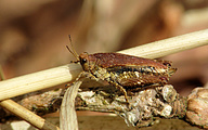 Common Groundhopper (Tetrix undulata)